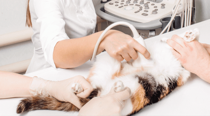 Basda 8 Inch 12 Inch Screen Veterinary Vital Signs Monitor 0